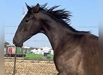 PRE, Caballo castrado, 2 años, 165 cm, Negro