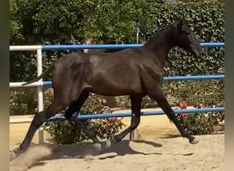 PRE, Caballo castrado, 2 años, 165 cm, Negro