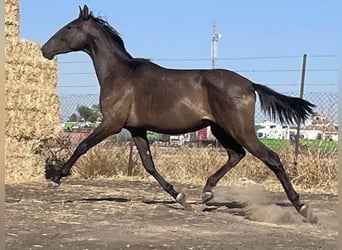 PRE, Caballo castrado, 2 años, 165 cm, Negro