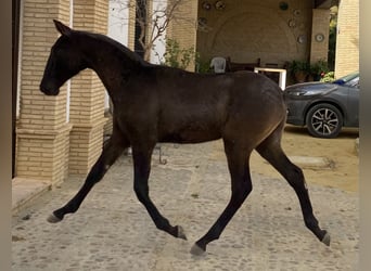 PRE, Caballo castrado, 2 años, 165 cm, Negro