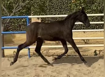 PRE, Caballo castrado, 2 años, 165 cm, Negro