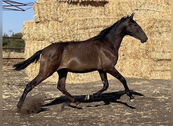 PRE, Caballo castrado, 2 años, 165 cm, Negro