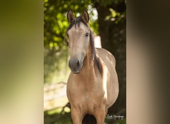 PRE, Caballo castrado, 2 años, 168 cm, Buckskin/Bayo
