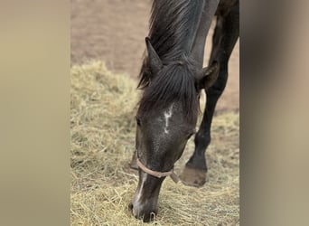 PRE Mestizo, Caballo castrado, 2 años, 168 cm, Tordo