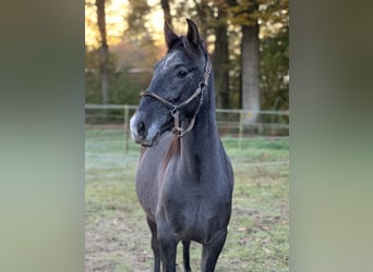 PRE Mestizo, Caballo castrado, 2 años, 168 cm, Tordo