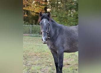 PRE Mestizo, Caballo castrado, 2 años, 168 cm, Tordo