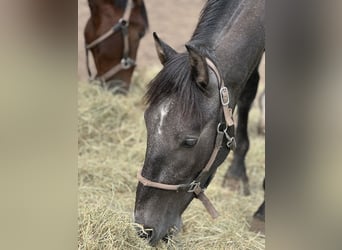 PRE Mestizo, Caballo castrado, 2 años, 168 cm, Tordo