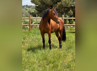 PRE Mestizo, Caballo castrado, 3 años, 148 cm, Castaño