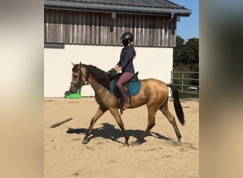 PRE Mestizo, Caballo castrado, 3 años, 150 cm, Buckskin/Bayo