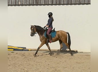 PRE Mestizo, Caballo castrado, 3 años, 150 cm, Buckskin/Bayo