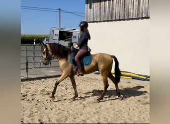 PRE Mestizo, Caballo castrado, 3 años, 150 cm, Buckskin/Bayo