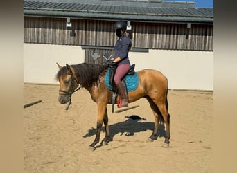 PRE Mestizo, Caballo castrado, 3 años, 150 cm, Buckskin/Bayo