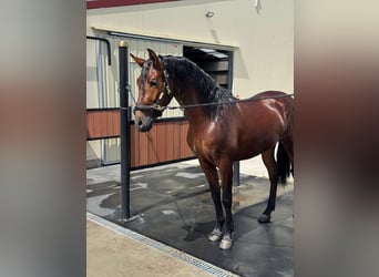 PRE Mestizo, Caballo castrado, 3 años, 150 cm, Castaño