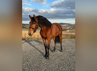 PRE Mestizo, Caballo castrado, 3 años, 150 cm, Castaño