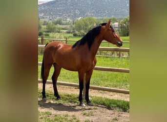 PRE Mestizo, Caballo castrado, 3 años, 150 cm, Castaño