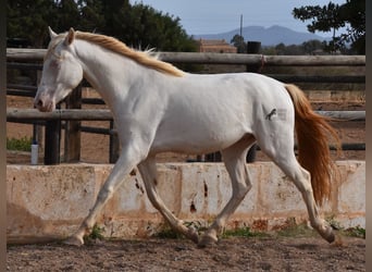 PRE, Caballo castrado, 3 años, 150 cm, Cremello