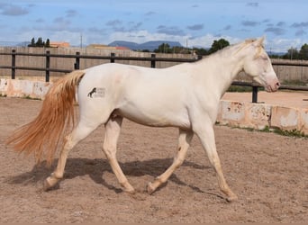 PRE, Caballo castrado, 3 años, 150 cm, Cremello