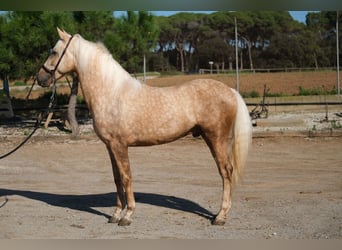 PRE Mestizo, Caballo castrado, 3 años, 150 cm, Palomino