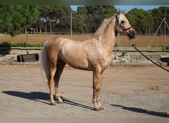 PRE Mestizo, Caballo castrado, 3 años, 150 cm, Palomino