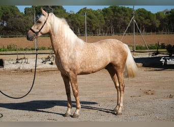 PRE Mestizo, Caballo castrado, 3 años, 150 cm, Palomino