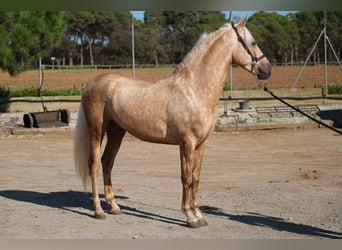 PRE Mestizo, Caballo castrado, 3 años, 150 cm, Palomino