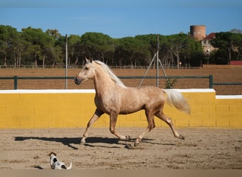 PRE Mestizo, Caballo castrado, 3 años, 150 cm, Palomino