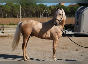 PRE Mestizo, Caballo castrado, 3 años, 150 cm, Palomino