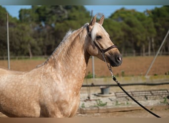 PRE Mestizo, Caballo castrado, 3 años, 150 cm, Palomino