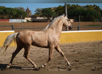 PRE Mestizo, Caballo castrado, 3 años, 150 cm, Palomino