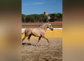 PRE Mestizo, Caballo castrado, 3 años, 150 cm, Palomino