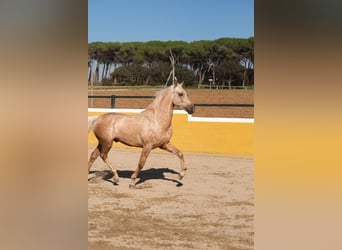 PRE Mestizo, Caballo castrado, 3 años, 150 cm, Palomino