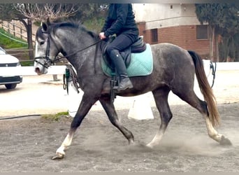 PRE Mestizo, Caballo castrado, 3 años, 151 cm, Tordo