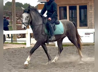 PRE Mestizo, Caballo castrado, 3 años, 151 cm, Tordo