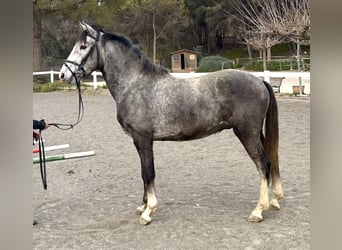 PRE Mestizo, Caballo castrado, 3 años, 151 cm, Tordo