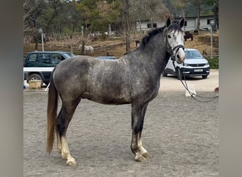 PRE Mestizo, Caballo castrado, 3 años, 151 cm, Tordo