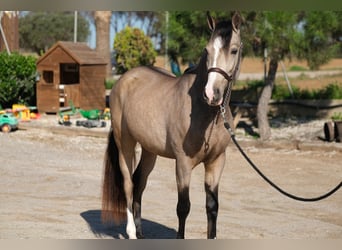 PRE Mestizo, Caballo castrado, 3 años, 152 cm, Bayo