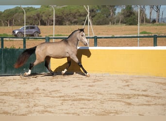 PRE Mestizo, Caballo castrado, 3 años, 152 cm, Bayo