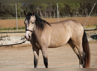 PRE Mestizo, Caballo castrado, 3 años, 152 cm, Bayo