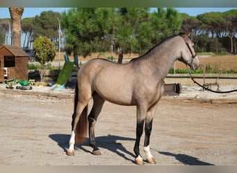 PRE Mestizo, Caballo castrado, 3 años, 152 cm, Bayo