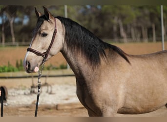 PRE Mestizo, Caballo castrado, 3 años, 152 cm, Bayo