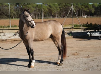 PRE Mestizo, Caballo castrado, 3 años, 152 cm, Bayo