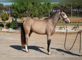 PRE Mestizo, Caballo castrado, 3 años, 152 cm, Bayo