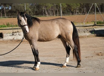 PRE Mestizo, Caballo castrado, 3 años, 152 cm, Bayo