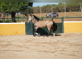 PRE Mestizo, Caballo castrado, 3 años, 152 cm, Bayo