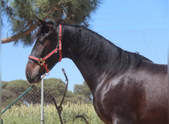 PRE Mestizo, Caballo castrado, 3 años, 152 cm, Castaño oscuro