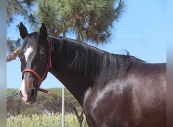PRE Mestizo, Caballo castrado, 3 años, 152 cm, Castaño oscuro