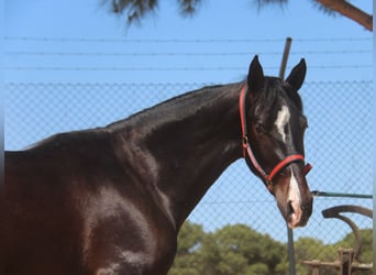 PRE Mestizo, Caballo castrado, 3 años, 152 cm, Castaño oscuro
