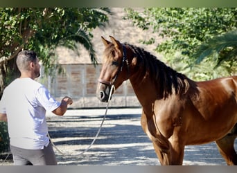 PRE, Caballo castrado, 3 años, 153 cm, Castaño