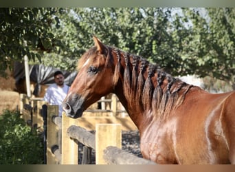 PRE, Caballo castrado, 3 años, 153 cm, Castaño