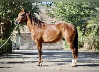 PRE, Caballo castrado, 3 años, 153 cm, Castaño